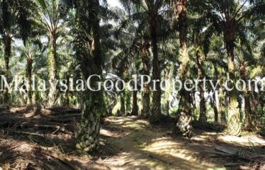 Oil Palm Land near Seelong, Senai for Sale