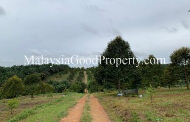 Kulai / Senai Durian Farm For Sale