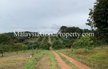 Kulai / Senai Durian Farm For Sale