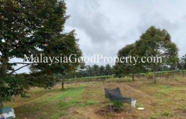 Kulai / Senai Durian Farm For Sale