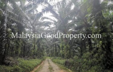 Kota Tinggi Air Tawar 2 Agriculture Land For Sale