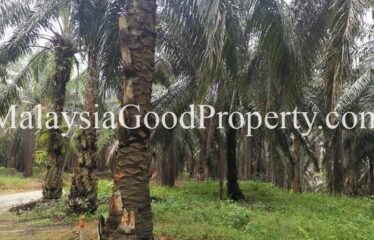 Kota Tinggi Air Tawar 2 Agriculture Land For Sale