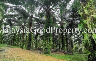 Kota Tinggi Air Tawar 2 Agriculture Land For Sale