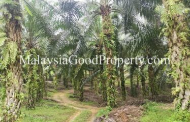 Kota Tinggi Air Tawar 2 Agriculture Land For Sale