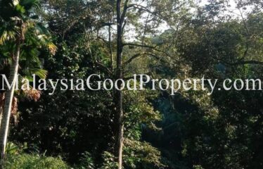 Taman Pulai Emas Agriculture Land For Sale