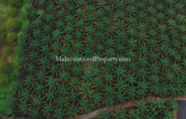 Simpang Renggam Oil Palm land for sale