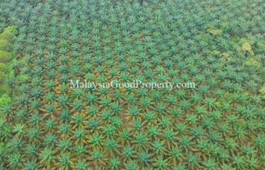 Simpang Renggam Oil Palm land for sale