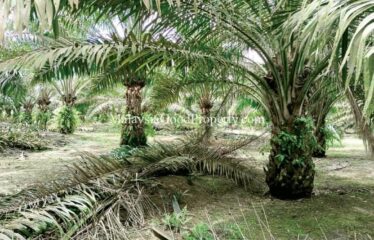 Simpang Renggam Oil Palm land for sale