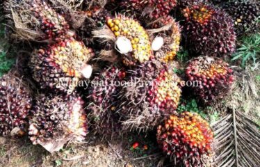 Simpang Renggam Oil Palm land for sale