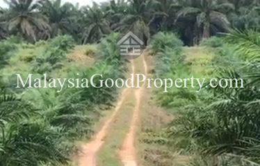 Oil palm land near Bukit Batu, Kulai, for Sale