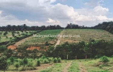 Machap Johor Durian Farm @ 9 acres Land For Sale