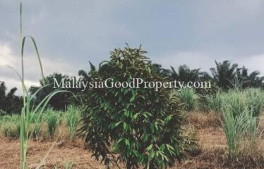 Machap Johor Durian Farm @ 9 acres Land For Sale