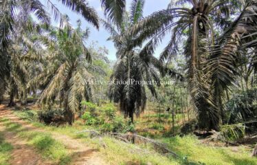 Kukup Palm Oil Land For Sale