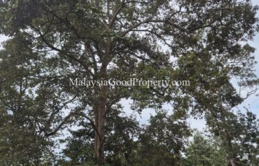 Sungai Tiram Durian Farm For Sale