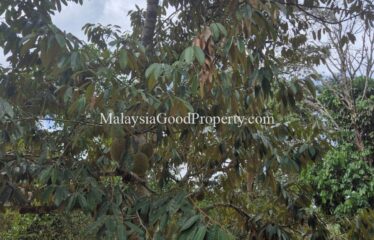 Sungai Tiram Durian Farm For Sale